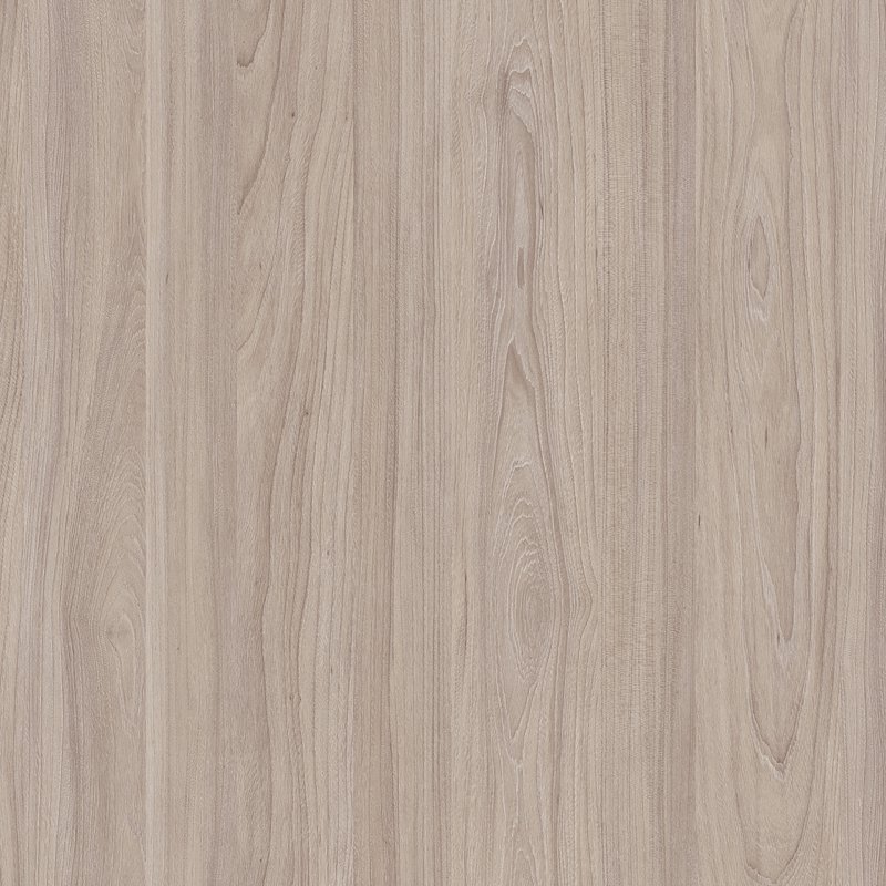 Swiss Elm Champagne
